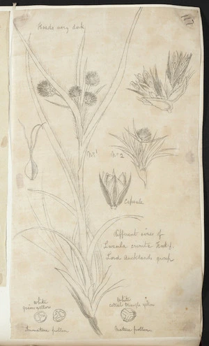 [Buchanan, John], 1819-1898 :Luzula crinita. Hook.f. Lord Auckland group. [ca 1863]