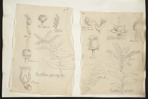 [Buchanan, John], 1819-1898 :[Two drawings. 1.Gaultheria oppositifolia; 2. Gaultheria rupestris. ca 1870]
