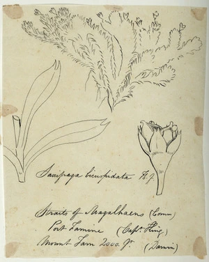 [Buchanan, John], 1819-1898 :Saxifraga bicuspidata. N.Z. [ca 1863]