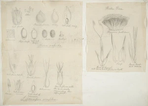 [Buchanan, John], 1819-1898 :[Two drawings. 1. Areca sapida. Leptocarpus simplex; 2. Alepyrum pallidum. Hookers flora. ca 1863]