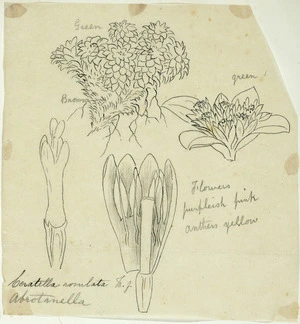 [Buchanan, John], 1819-1898 :Ceratella rosulata. N.Z. Abrotanella. [ca 1863]