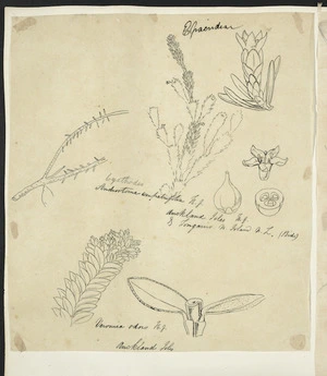 [Buchanan, John], 1819-1898 :Epacrideae. Androstoma empetrifolia. H.f. Auckland Isles & Tongariro, N.Island, N.Z. (Bid). Veronica odora. H.f. Auckland Isles. [ca 1863]