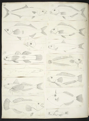 [Buchanan, John], 1819-1898 :[New Zealand fish. ca 1872]