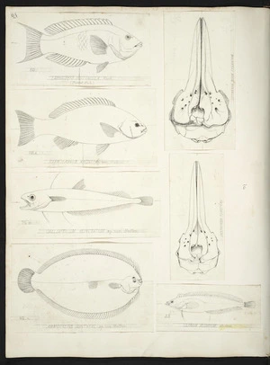 [Buchanan, John] 1819-1898 :Labricthys psitticula ... Parrot Fish. Ctenolabrus knoxi ... Calloptilum punctatum ... Ammotretis cuntheri ... Clymenia novae zelandiae ... Delphinus forsteri ... Clinus rubrum. [Published in Transactions of NZ Institute. 1874]