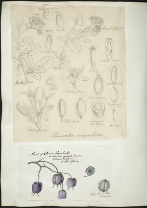 [Buchanan, John] 1819-1898 :[Two drawings. 1. Pennantia corymbosa; 2. Fruit of colensa physaloides grown in sparred house, Botanic Gardens, Wellington. ca 1890]