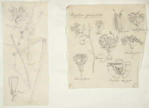 [Buchanan, John], 1819-1898 :[Two drawings. 1. Cordyline stricta; 2. Angelica geniculata. ca 1863]
