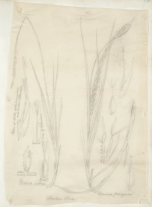 [Buchanan, John], 1819-1898 :Uncinia rubra. Uncinea ferruginea. Hookers flora. [ca 1863]