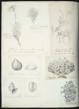 [Buchanan, John] 1819-1898 :[Plant and shell drawings. ca 1863]