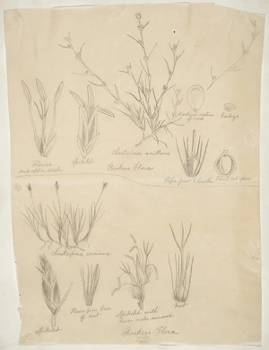[Buchanan, John], 1819-1898 :Chaetospora axillaris. Chaetospora concinna. Hookers flora. [ca 1863]