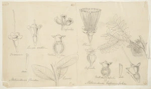 [Buchanan, John] 1819-1898 :Metrosideros florida. Metrosideros hypericifolia. [ca 1870]