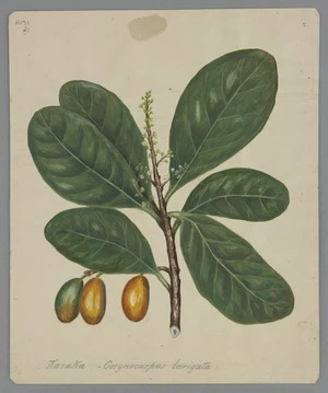 Featon, Sarah Ann, 1848?-1927: Karaka - Corynocarpus laevigata. [ca 1890]