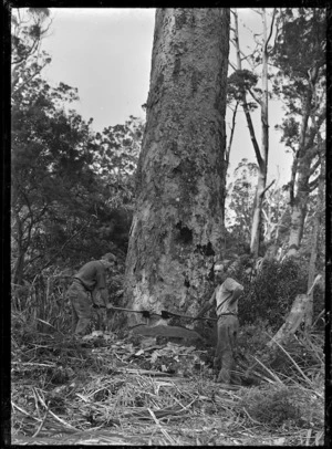 Scarfing a kauri tree preparatory to sawing, near Piha.