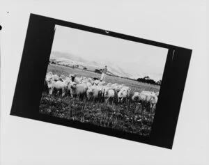 Man with sheep in paddock
