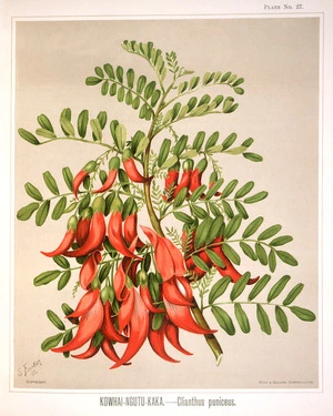 Featon, Sarah Anne, 1848-1927 :Kowhai ngutu kaka - clianthus puniceus. S. Featon. Bock and Cousins Chromo-Litho. [Wellington, 1889]