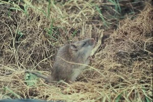 Kiore (native rat)
