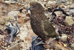 Kea