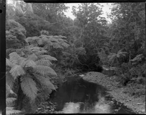 Waipoua Forest, Northland region
