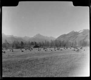 Sheep in Tasman Valley, Mount Cook