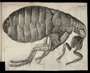 Micrographia: or, Some physiological descriptions of minute bodies made by magnifying glasses. With observations and inquiries thereupon. / By R. Hooke, Fellow of the Royal Society..