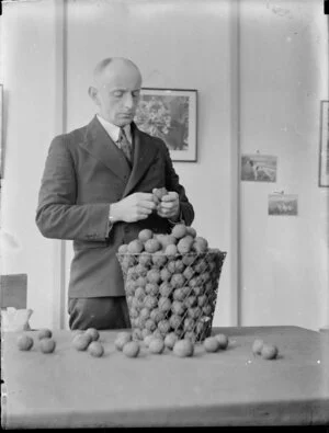 Unidentified man inspecting tung seeds for tung oil production, Kaikohe