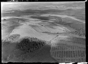 Tung oil plantation, Kaikohe