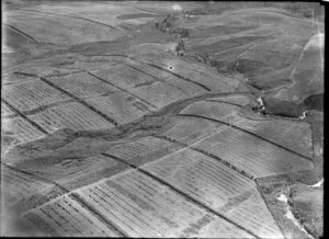 Tung oil plantation, Kaikohe