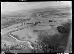 Tung oil plantation, Kaikohe