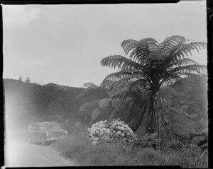 Road to Kuaotunu, Thames-Coromandel District, with stationary car, hydrangea and fern trees