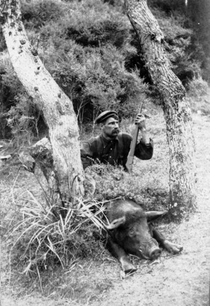 Man with a rifle and a wild pig, Manukau Heads