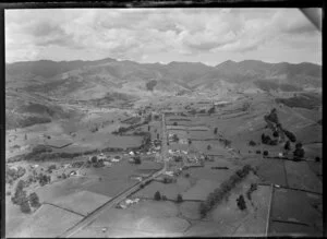 Puriri, Hauraki