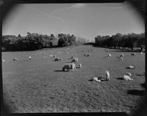 Sheep and lambs on the lower slopes of One Tree Hill, Cornwall Park, Auckland