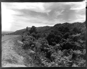 Bush along the Kaimai highway, near Tauranga