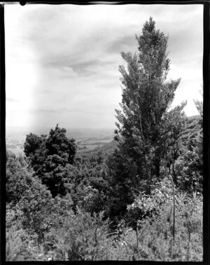 Looking across bush to the distant plains, along the Kaimai highway near Tauranga