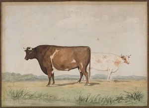Heaphy, Charles, 1820-1881 (attributed): First cow and bull, landed in Nelson