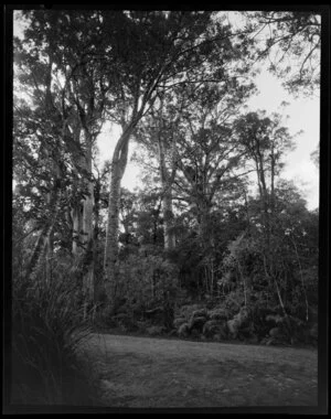 Waipoua Forest, Northland