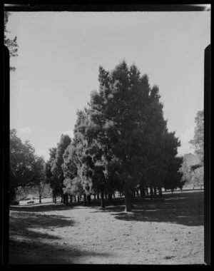 Rimu Grove, Cornwall Park, Auckland