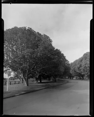 Puriri trees, Puriri Drive, Epsom, Auckland