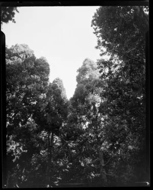 Kauri trees, Cornwall Park, Auckland