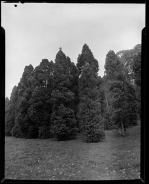 Kauri trees, Cornwall Park, Auckland