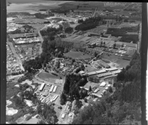 Whakarewarewa Forest Service, Rotorua, Western Bay of Plenty