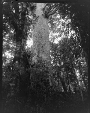 Waipoua kauri forest, Northland