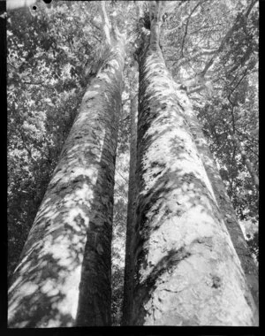 'Four sisters' kauri trees, Waipoua Forest, Northland