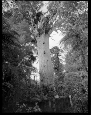 'Tanemahuta' giant kauri, Waipoua Forest, Northland