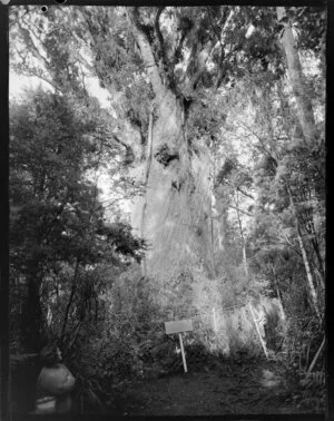 'Te Matua Ngahere', (father of the forest), giant kauri tree, Waipoua Forest, Northland