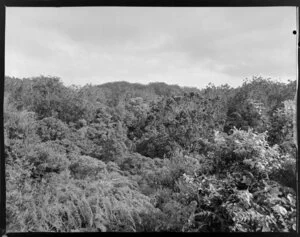 Waipoua kauri forest, Northland