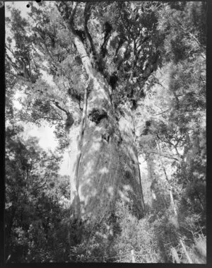 'Te Matua Ngahere', (father of the forest), giant kauri tree, Waipoua Forest, Northland