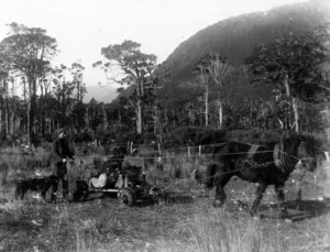 H McKenzie transporting firewood in the Hollyford Valley