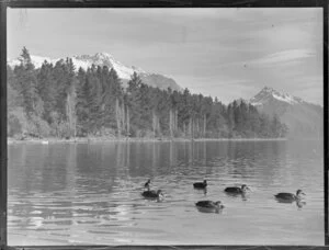 Ducks on Lake Wakatipu, Central Otago