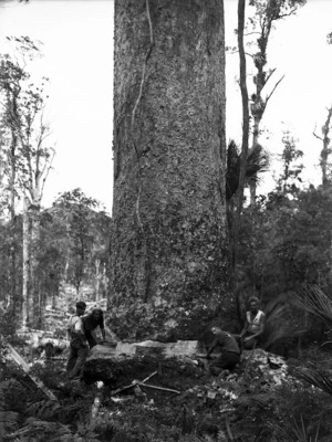 Men cutting down a kauri tree, probably in the Northland region