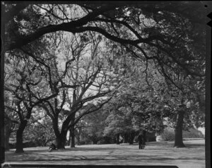 Mature trees, Albert Park, Auckland